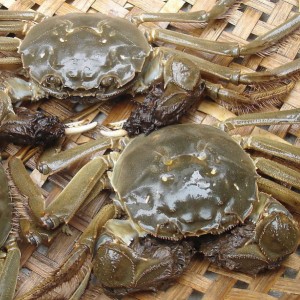 大閘蟹