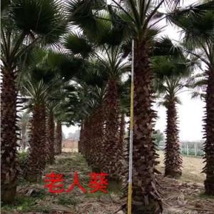 漳州老人葵批發(fā),漳州老人葵價格,漳州老人葵零售,王少軍供