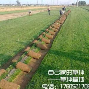 自家種植草坪大量對(duì)外低價(jià)批發(fā)混播草坪