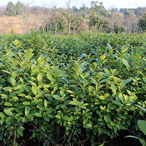 茶葉
