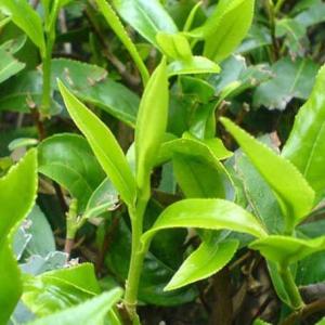 茶葉采摘