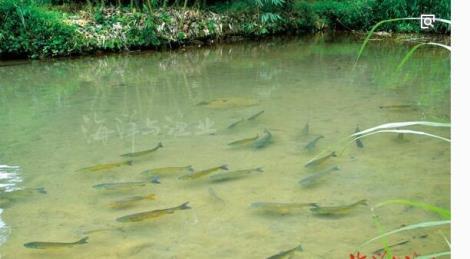 仔魚多少錢一斤
