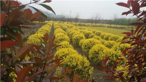 鄭州泡桐苗栽培/鄭州泡桐苗多少錢/鄭州泡桐苗價格/華夏供