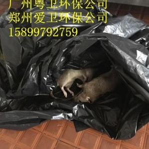 深圳滅鼠 深圳滅老鼠 深圳滅鼠公司 創衛供