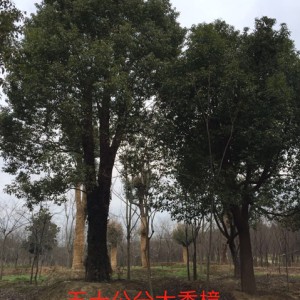 草坪苗木