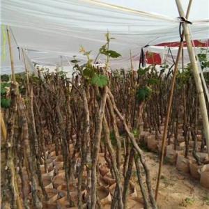 哪里有葡萄果樹(shù)苗|葡萄果樹(shù)苗價(jià)格|果樹(shù)苗木培育場(chǎng)|恒榮供