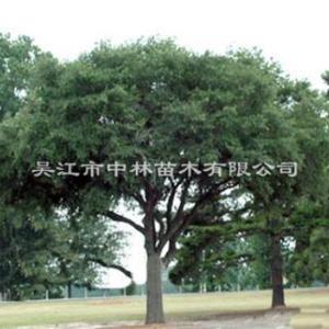 苗木