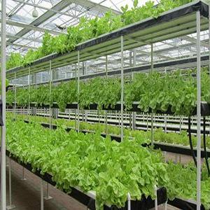 青島采摘園的介紹