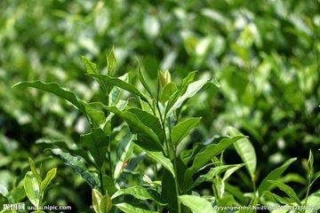 鎮江茶葉