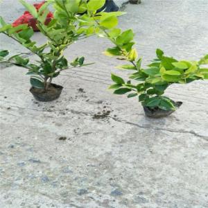 金森女貞工程苗