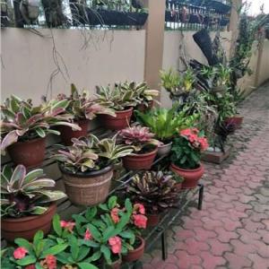 福州花卉租賃,花卉租賃價(jià)位,福州花卉租賃公司,金尊園林供