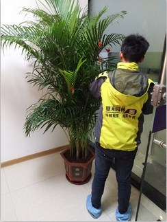 福建綠化養護培養 福建綠化養護 福建綠化養護公司 夏禾供