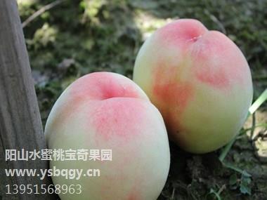無錫特產陽山水蜜桃_無錫特產有哪些_無錫特產哪里買_寶奇果園