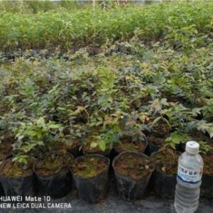 福岡大果樹葡萄供應 花葉樹葡萄供貨商 花葉樹葡萄種植基地 志東供