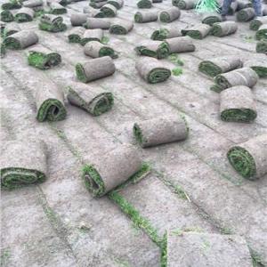 北碚區(qū)草坪供應(yīng)商|北碚區(qū)草坪公司|北碚區(qū)草坪廠家|勁鷹供