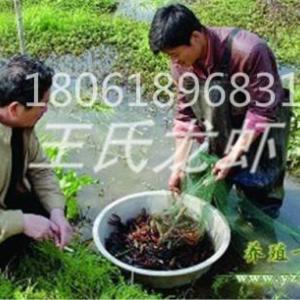 青海龍蝦苗養(yǎng)殖基地