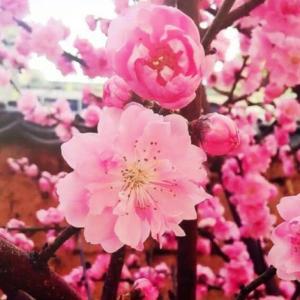 桃花苗木