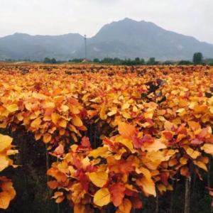 紅霞楊批發(fā)