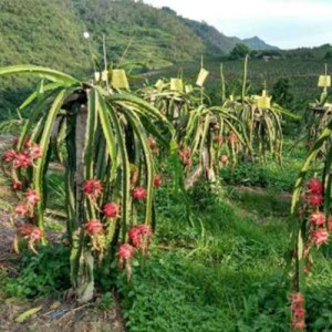 紅心火龍果種植