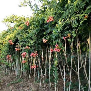 常州凌霄花種植基地