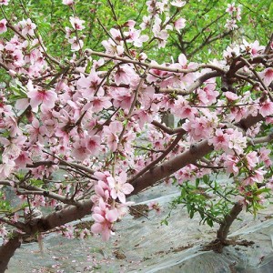 桃樹(shù)苗木種植基地