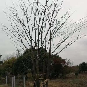 叢生樸樹(shù)種植基地