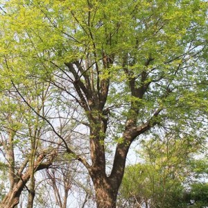 樸樹批發