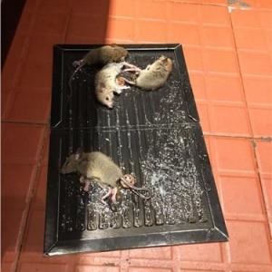 無(wú)錫專業(yè)滅鼠哪家好 滅鼠快速上門服務(wù) 滅鼠快速上門價(jià)格 特麗潔供