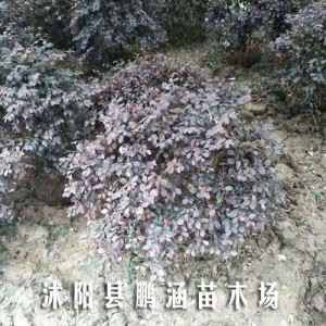 紅花繼木球生產(chǎn)商