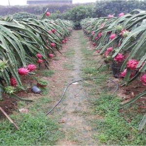 火龍果種植基地