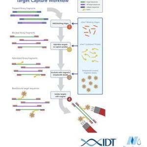 供應上海IDT捕獲探針代理價格排名納昂達供