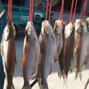 茅山湖白魚