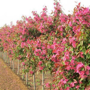 沂蒙垂絲批發(fā)