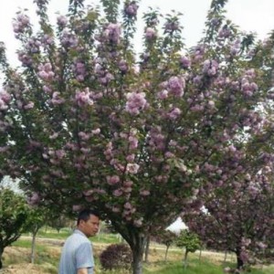 優質櫻花