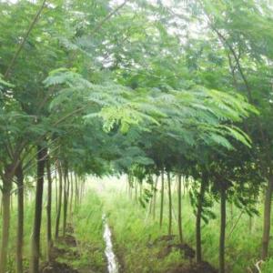 苗木批發
