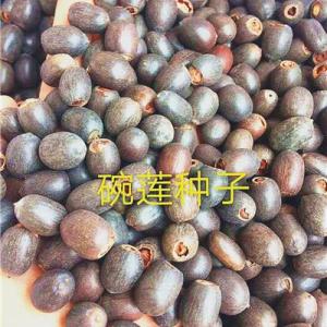 碗蓮種子