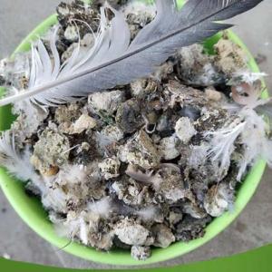 自然晾干雞糞