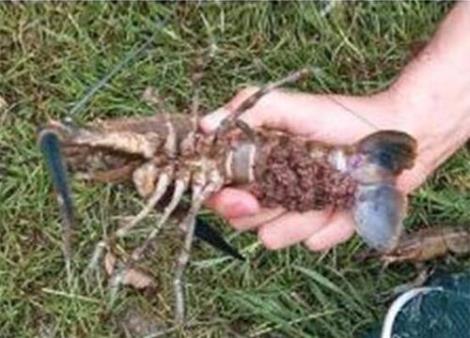 澳洲淡水紅螯螯蝦養殖技術