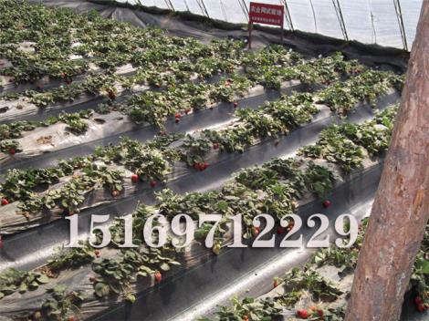 防草布