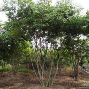 江蘇叢生樸樹批發(fā)