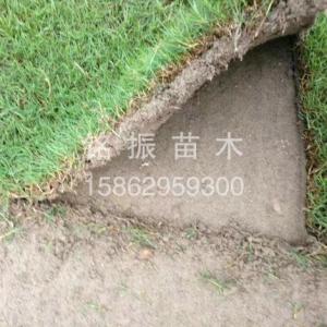 沙培天堂草草坪直銷