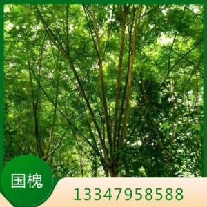 邳州國槐價格