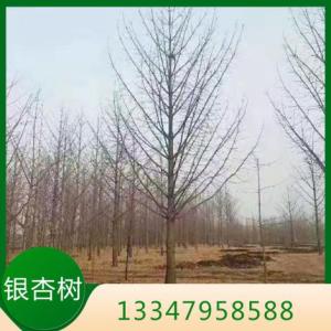 銀杏樹價格