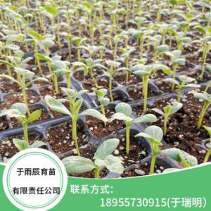 龍卷風西瓜苗廠家