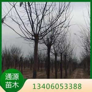 發冒的15一30公分國槐