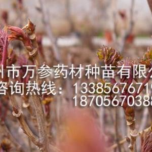 油用牡丹種植基地