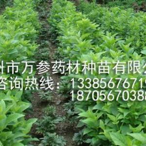 丹參種苗