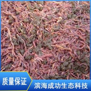 蚯蚓批發