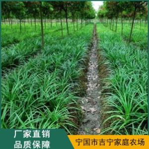 蘭花三七