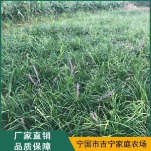 蘭花三七直銷